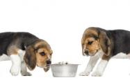 狗狗每天到底喂多少狗粮合适？需区分对待