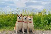 柴犬属于猎犬？关于柴犬你不知道的四个冷知识