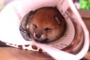 柴犬的一生：从出生到年老，柴犬各种表现及饲养知识详解
