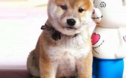 柴犬幼犬的一天：吃饭+如厕+玩耍+睡眠