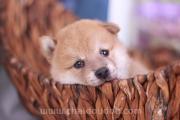 「柴犬基本知识科普」关于纯种柴犬简介、如何挑选