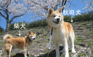 7大小技巧，教你轻松分辨秋田犬和柴犬