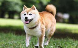 柴犬在室外生活的时候，主人需要做什么？