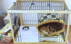 柴犬厕所篇（一）：室内厕所的环境布置