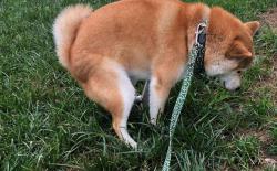 柴犬厕所篇（二）：领会狗狗的排泄信号