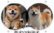 “秋田”VS“柴犬”，两狗撞脸，让人傻傻分不清