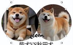 “秋田”VS“柴犬”，两狗撞脸，让人傻傻分不清