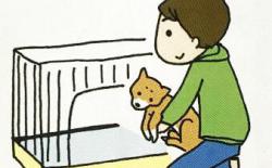 柴犬厕所篇（三）：基本的如厕训练