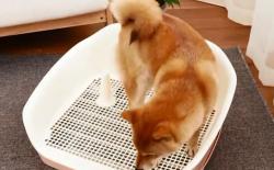 柴犬厕所篇（四）：训练室内室外都能大小便