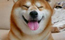 养柴犬的禁忌：如何养柴犬能让它快乐成长