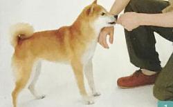 如何抚摸柴犬？抚摸训练的方法和步骤