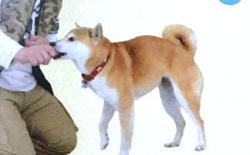 怎么教狗狗趴下？柴犬的“趴下”训练