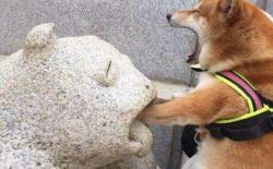 狗狗为啥爱咬东西？柴犬总咬东西怎么办？