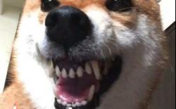 小柴犬咬人吗？为什么会咬人？