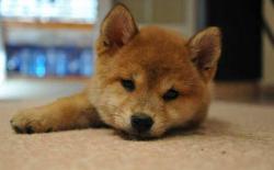 小柴犬为什么吃自己的便便？