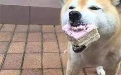 柴犬的捡食行为：散步时乱捡地上的东西吃怎么办？