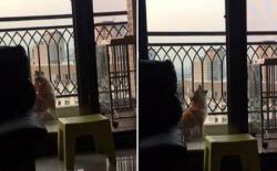 柴犬喜欢乱叫怎么办？如何防止乱吠