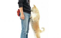 狗狗喜欢扑人怎么办？怎么训练柴犬不扑人