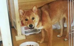 柴犬护食护物怎么办？狗狗守护行为解析