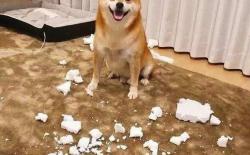 家里没人时柴犬搞破坏怎么办？如何防止拆家