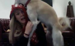 如何对待柴犬狗狗的骑跨行为？