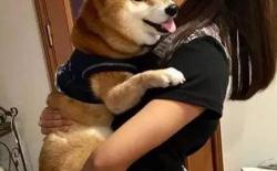 柴犬不喜欢被抱怎么办？拥抱练习的方法和步骤