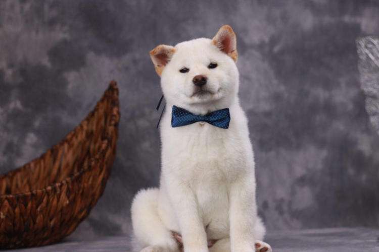 柴犬有几种颜色及毛色分类 柴豆豆柴犬