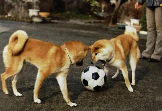 柴犬的社会化训练（三）：习惯环境和其他狗狗