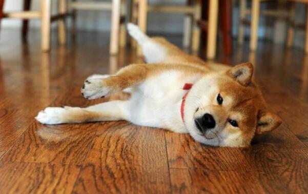 躺在地板上的柴犬.jpg